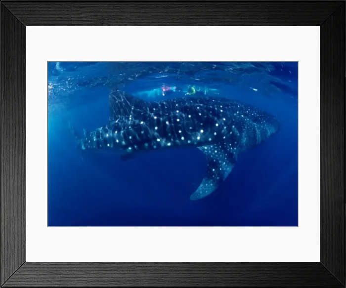 Framed Print : Whale Shark Framed Print : Whale Shark