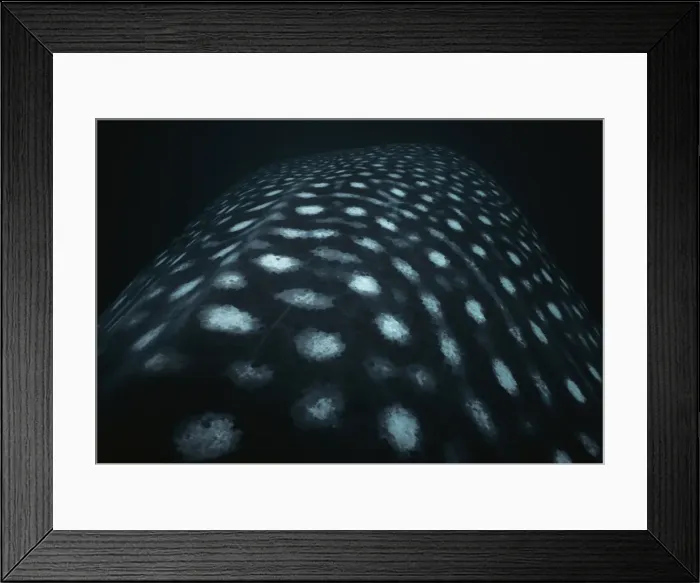 Framed Print : Head of Whale Shark