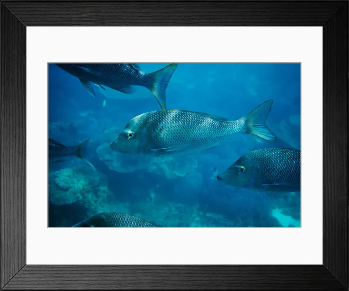 Framed Print : Spangled emperor fish