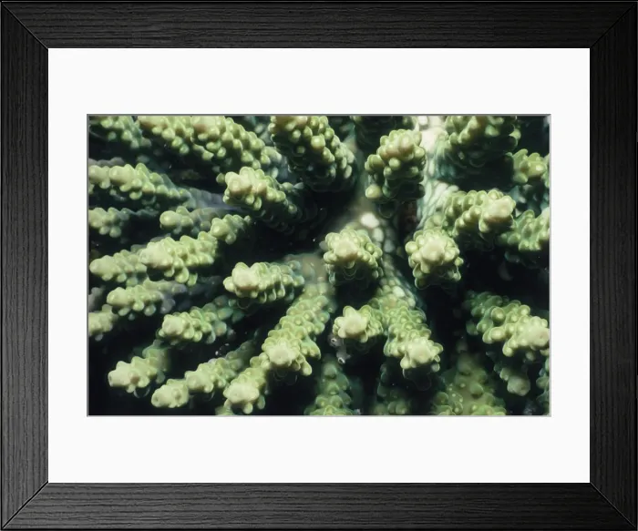 Framed Print : Coral Framed Print : Coral