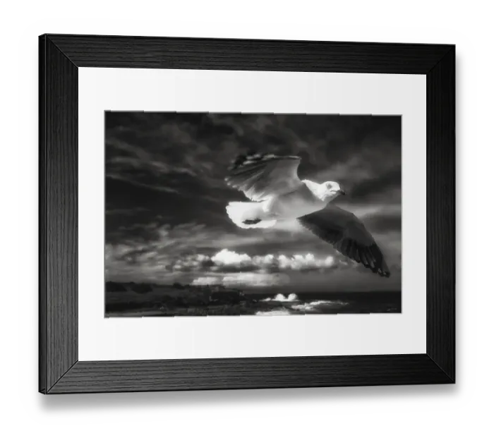 Framed Print : In Flight Framed Print : In Flight