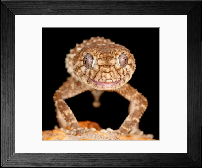Framed Print : Nephrurus sheai theda Framed Print : Nephrurus sheai theda