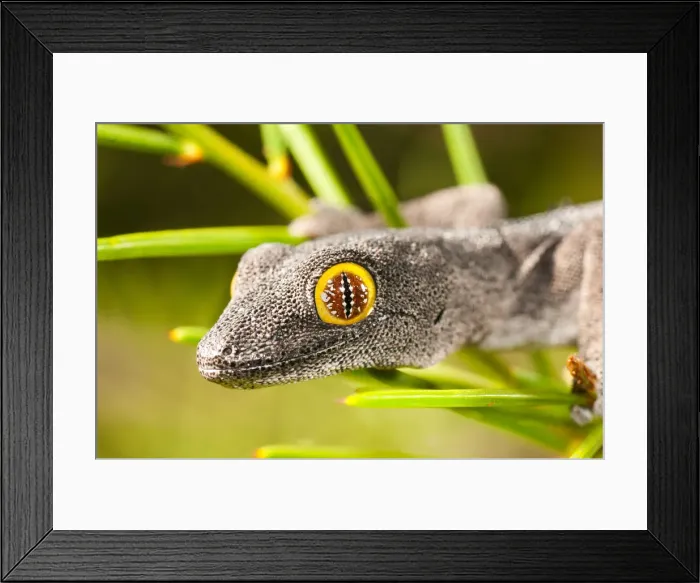 Framed Print : strophurus spinigeris, Kalbarri