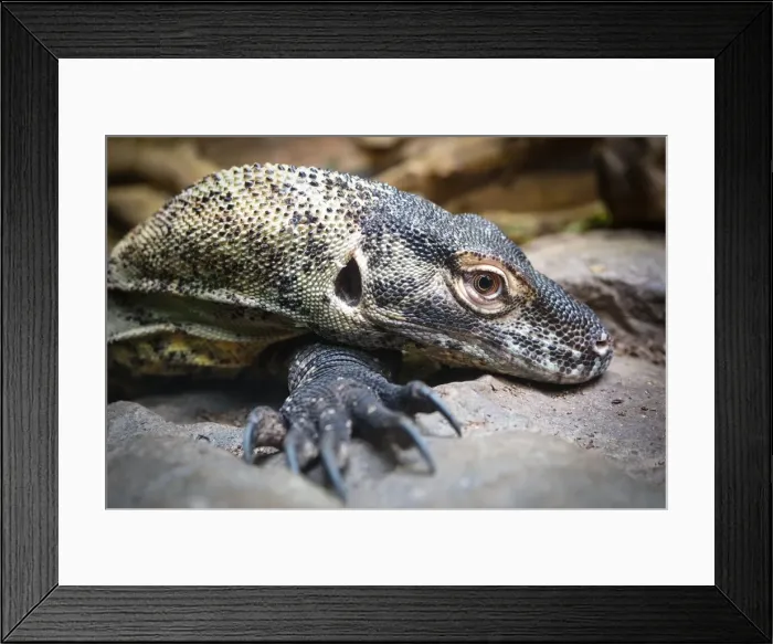 Framed Print : Goanna, australian lizard Framed Print : Goanna, australian lizard