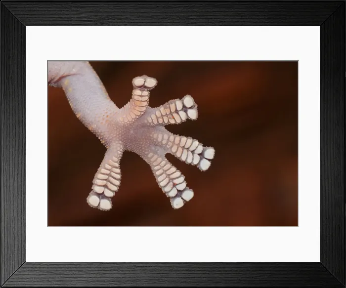 Framed Print : Foot detail, velvet gecko Framed Print : Foot detail, velvet gecko