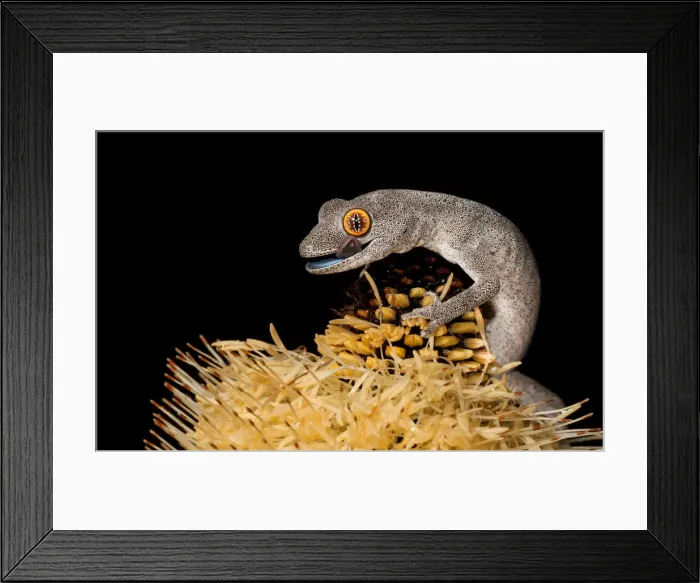 Framed Print : Spiny-tailed Gecko on Banksia Framed Print : Spiny-tailed Gecko on Banksia