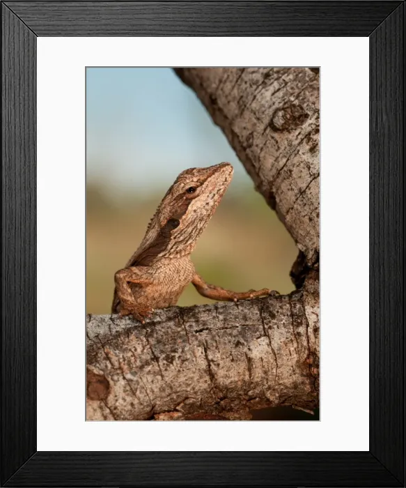 Framed Print : mulga dragon, Newman