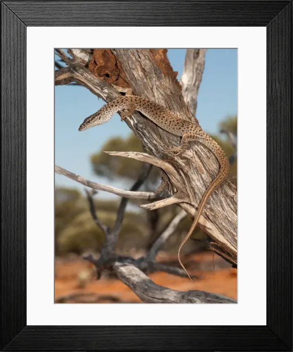 Framed Print : Varanus caudolineatus