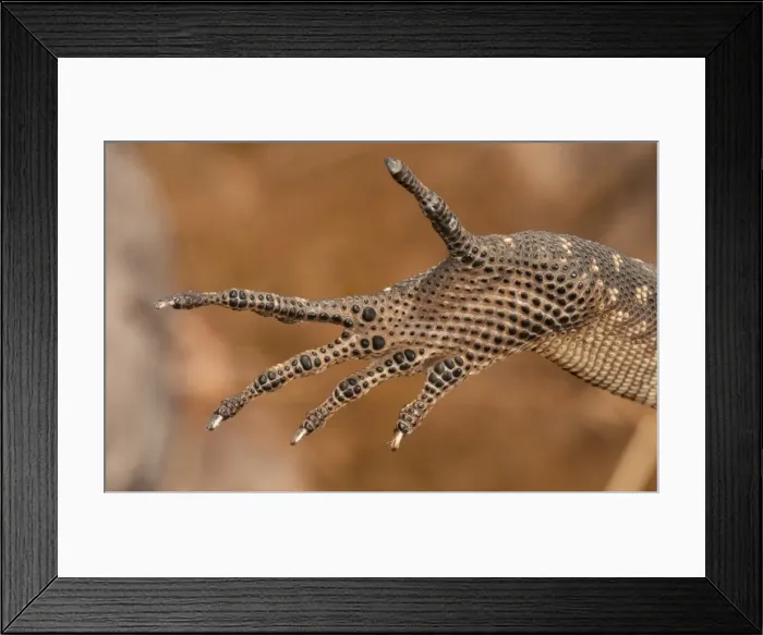 Framed Print : Varanus glebopalma foot detail Framed Print : Varanus glebopalma foot detail