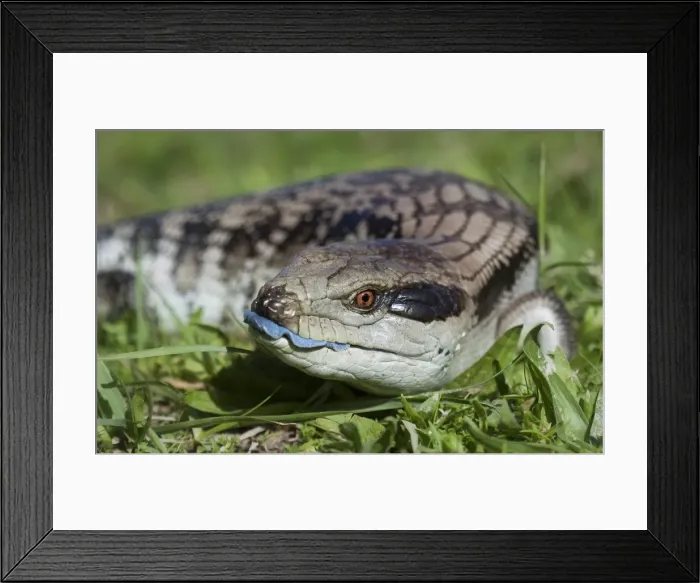 Framed Print : Blue-tongue skink (Tilaqua scincoides scincoides) Framed Print : Blue-tongue skink (Tilaqua scincoides scincoides)