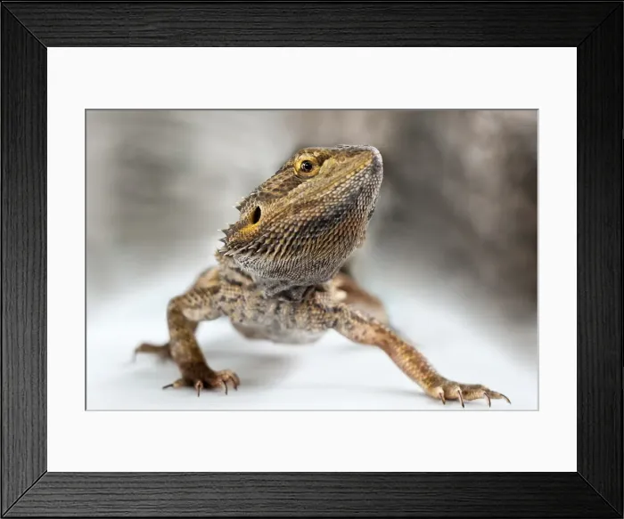 Framed Print : Bearded Dragon