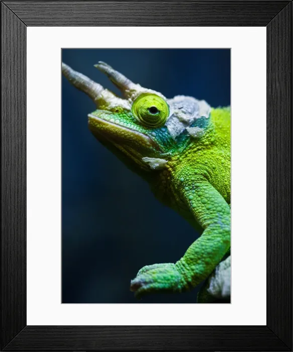 Framed Print : Chameleon Framed Print : Chameleon