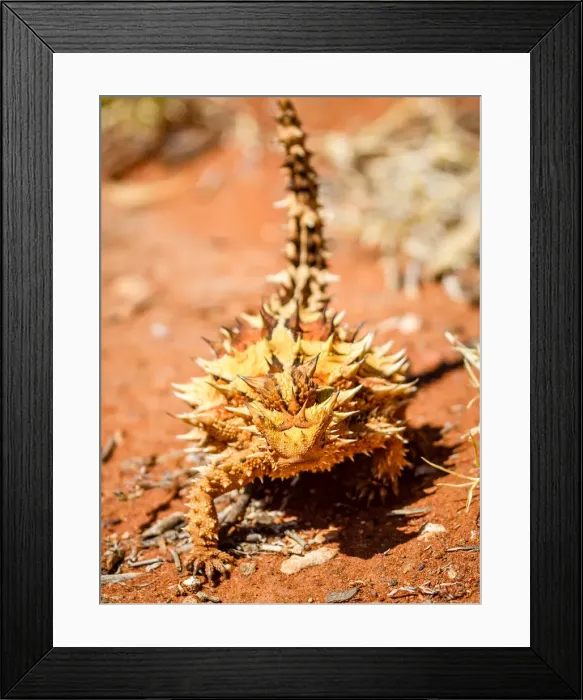 Framed Print : Thorny devil