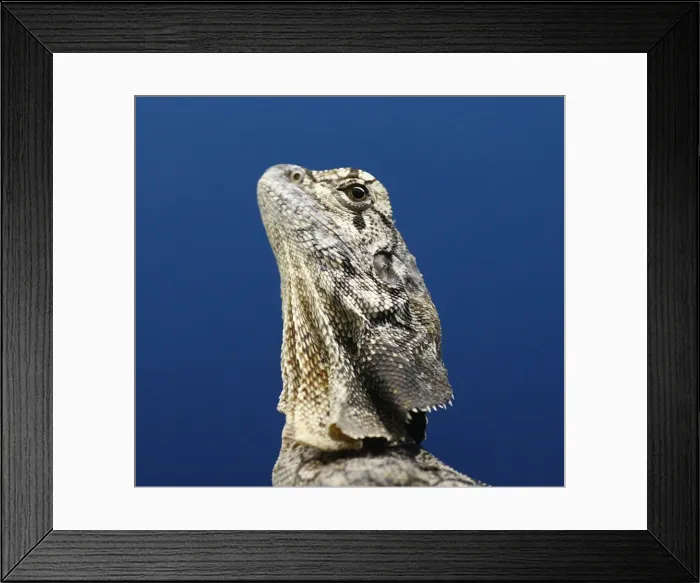 Framed Print : Frill-necked Lizard