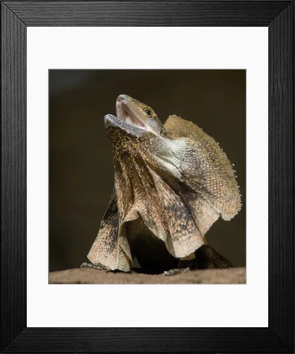 Framed Print : Frill Necked Lizard