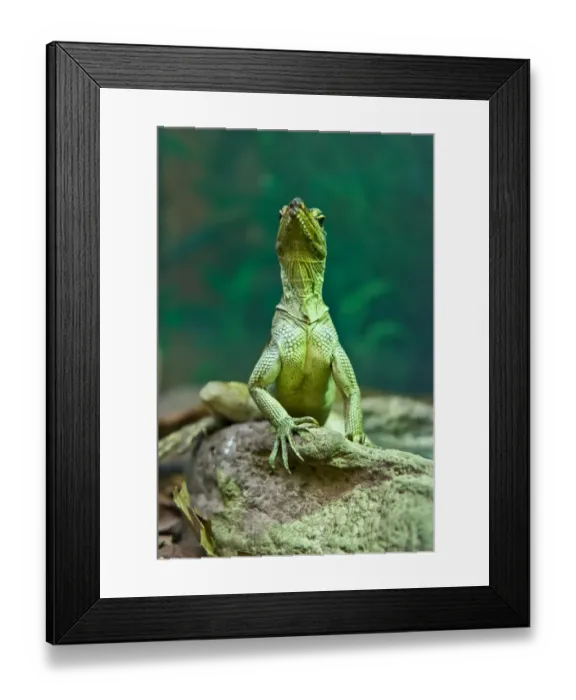 Framed Print : Green Lizard Framed Print : Green Lizard