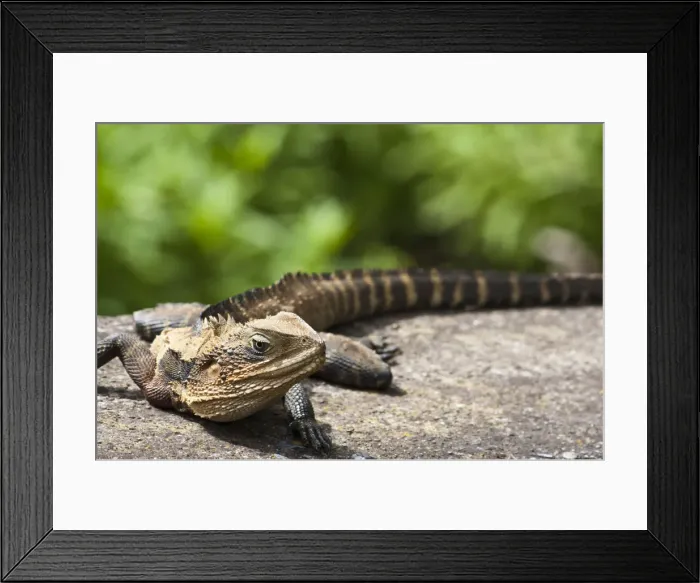 Framed Print : Basking. A young Eastern Water Dragon taking some sun Framed Print : Basking. A young Eastern Water Dragon taking some sun