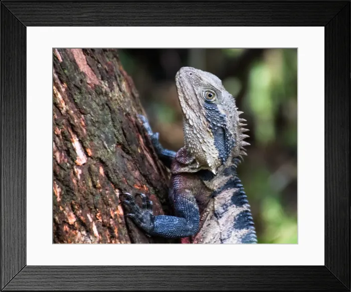 Framed Print : Climbing dragon