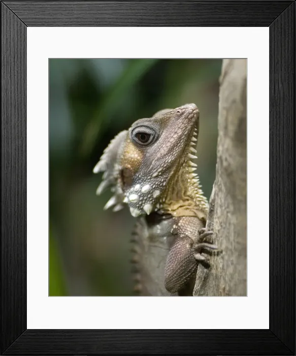 Framed Print : Boyds Forest Dragon Framed Print : Boyds Forest Dragon