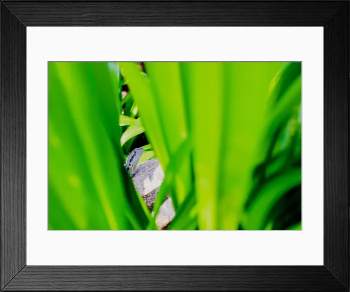 Framed Print : Waterdragon hiding among tropical bush leaves