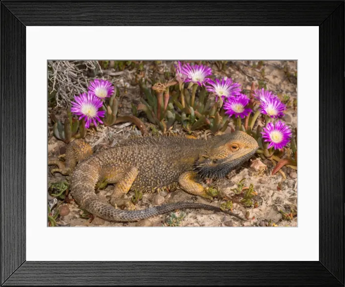 Framed Print : Central Bearded Dragon (Pogona vitticeps)