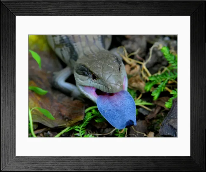 Framed Print : Blue tongue lizard Framed Print : Blue tongue lizard