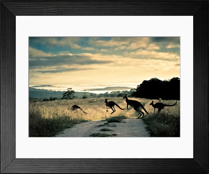 Framed Print : Scattering rays, roos and rosella