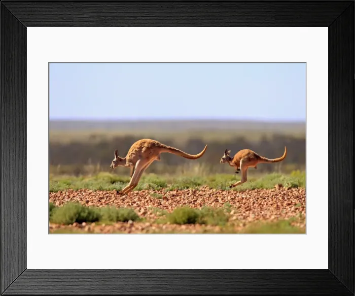 Framed Print : Rotes Riesenkaenguruh