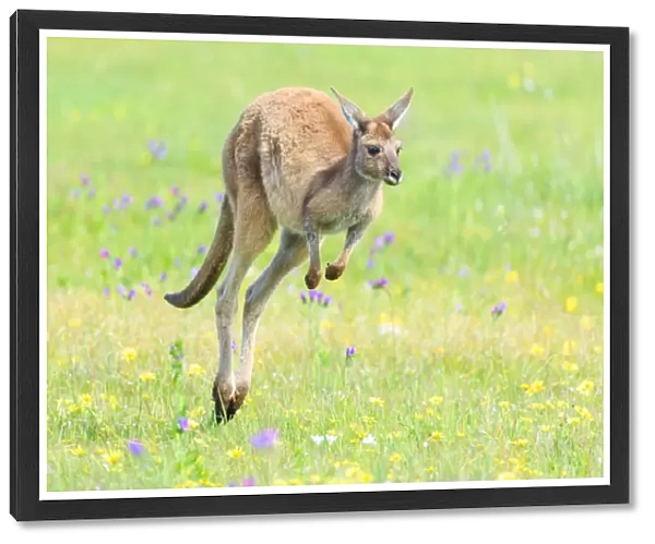 Kangaroo jumping over green grass. Australia