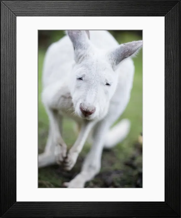 Framed Print : Little albino