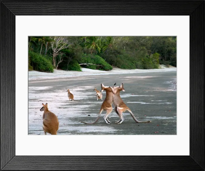 Framed Print : Kangaroos boxing Framed Print : Kangaroos boxing