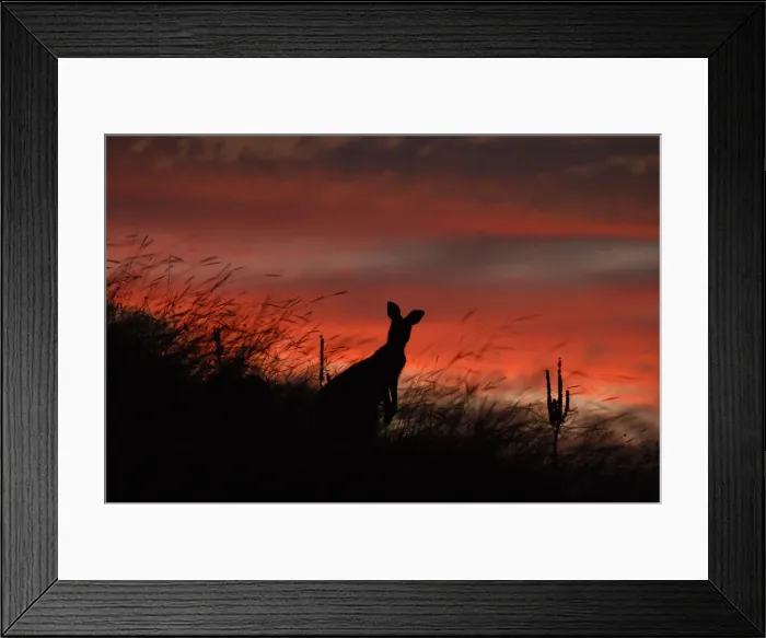 Framed Print : Sunset Kangaroo