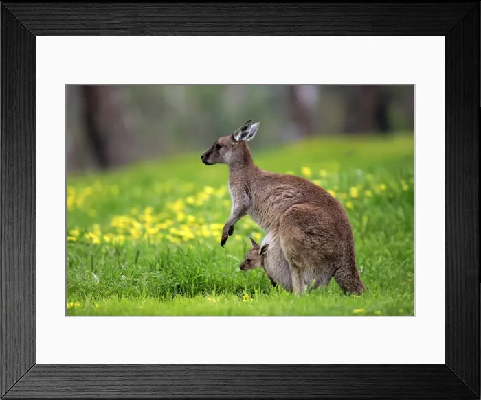 Framed Print : Kangaroo Island Kangaroo (Macropus fuliginosus) Framed Print : Kangaroo Island Kangaroo (Macropus fuliginosus)