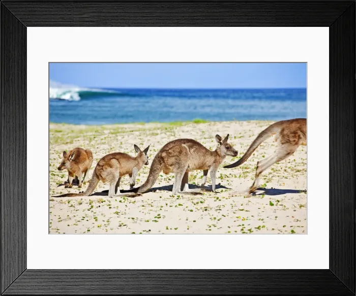 Framed Print : Kangaroos at the beach Framed Print : Kangaroos at the beach