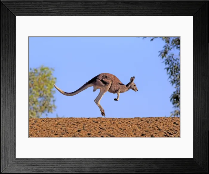 Framed Print : Red kangaroo Framed Print : Red kangaroo