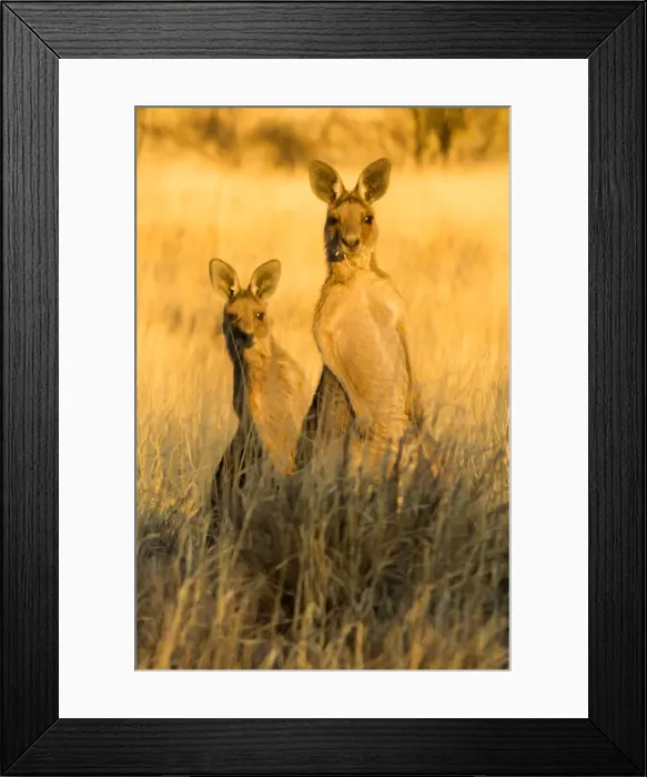 Framed Print : Grey Kangaroos Framed Print : Grey Kangaroos