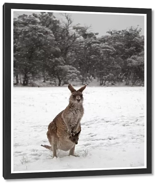 Kangaroo and Joey in the snow