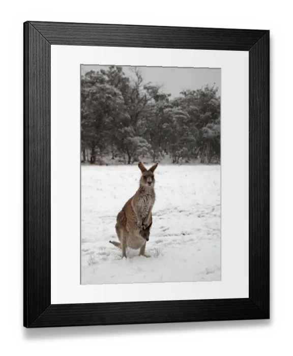 Framed Print : Kangaroo and Joey in the snow
