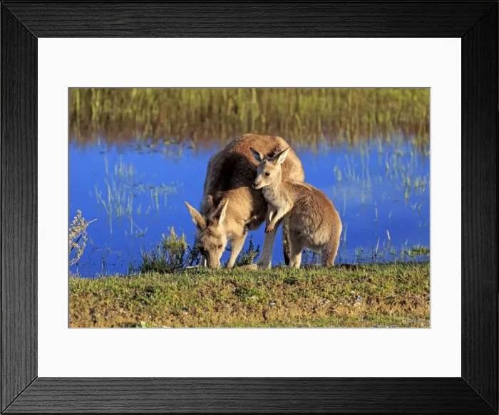 Framed Print : Eastern grey kangaroo