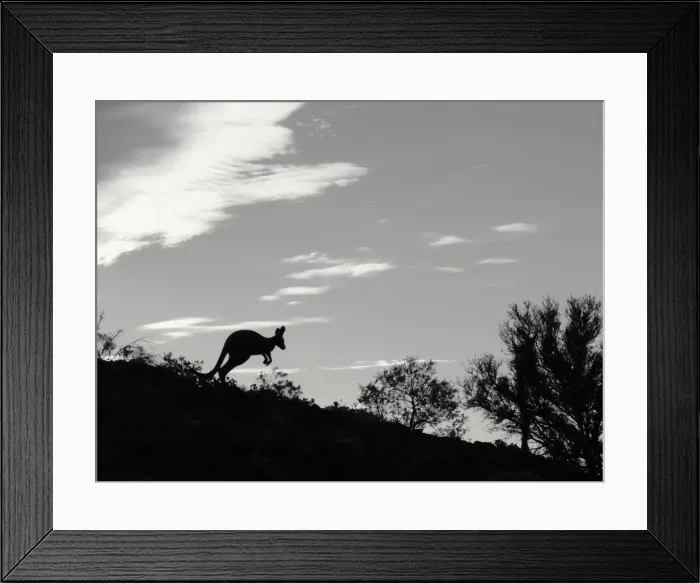 Framed Print : Jumping kangaroo on a ridge Framed Print : Jumping kangaroo on a ridge