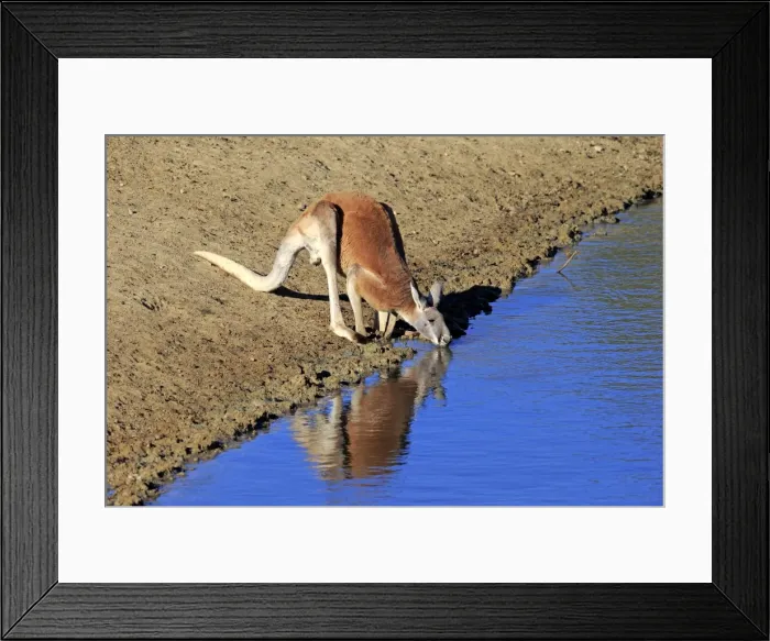 Framed Print : Red Kangaroo -Macropus rufus-, adult male, drinking water, Sturt National Park, New South Wales, Australia Framed Print : Red Kangaroo -Macropus rufus-, adult male, drinking water, Sturt National Park, New South Wales, Australia