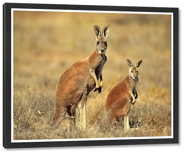 Red Kangaroo -Macropus rufus- mother with young, alert, Sturt National Park, New South Wales, Australia