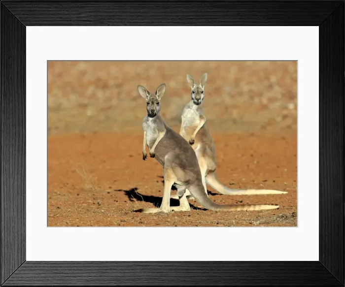 Framed Print : Red Kangaroo -Macropus rufus-, two adult females, Sturt National Park, New South Wales, Australia Framed Print : Red Kangaroo -Macropus rufus-, two adult females, Sturt National Park, New South Wales, Australia