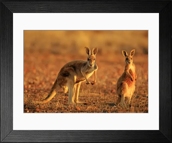 Framed Print : Kangaroo. Australian Views ANIMALS: Kangaroo Framed Print : Kangaroo. Australian Views ANIMALS: Kangaroo