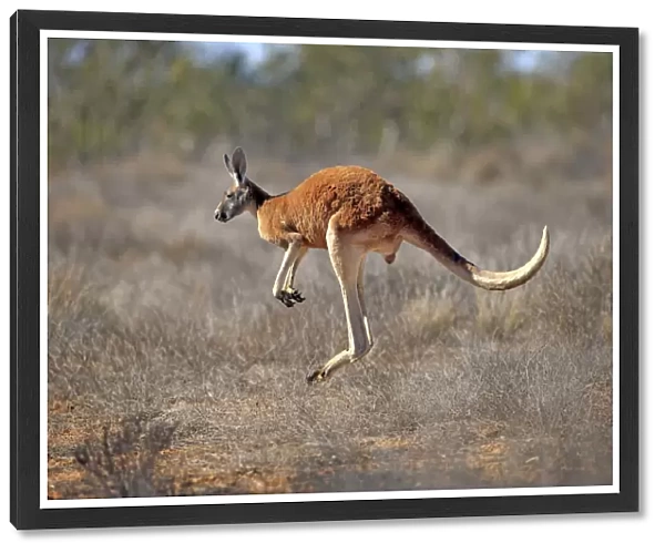Red Kangaroo -Macropus rufus-, adult male, jumping, Sturt National Park, New South Wales, Australia