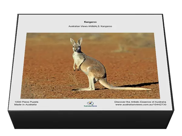 Kangaroo. Australian Views ANIMALS: Kangaroo