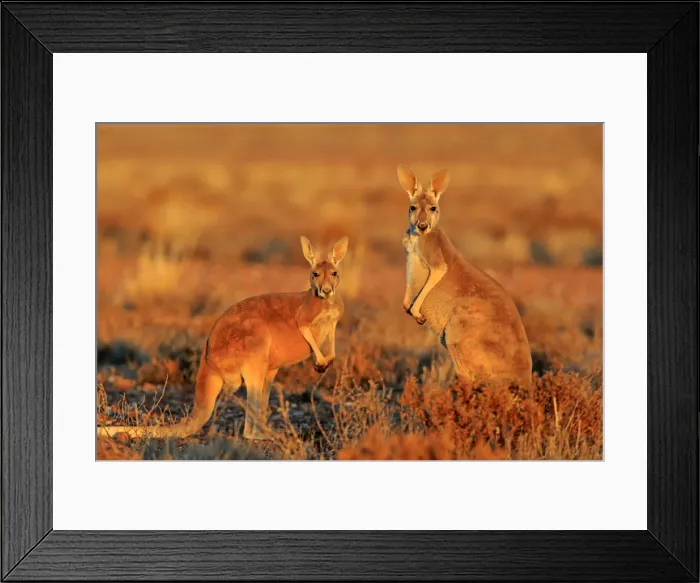 Framed Print : Red kangaroo Framed Print : Red kangaroo