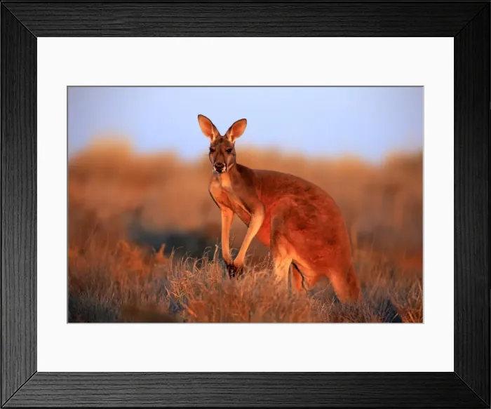 Framed Print : Red kangaroo Framed Print : Red kangaroo