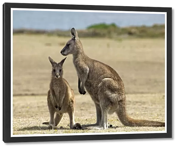 Eastern Grey Kangaroo, Macropus giganteus, Maria Island National Park, Tasmania, Australia
