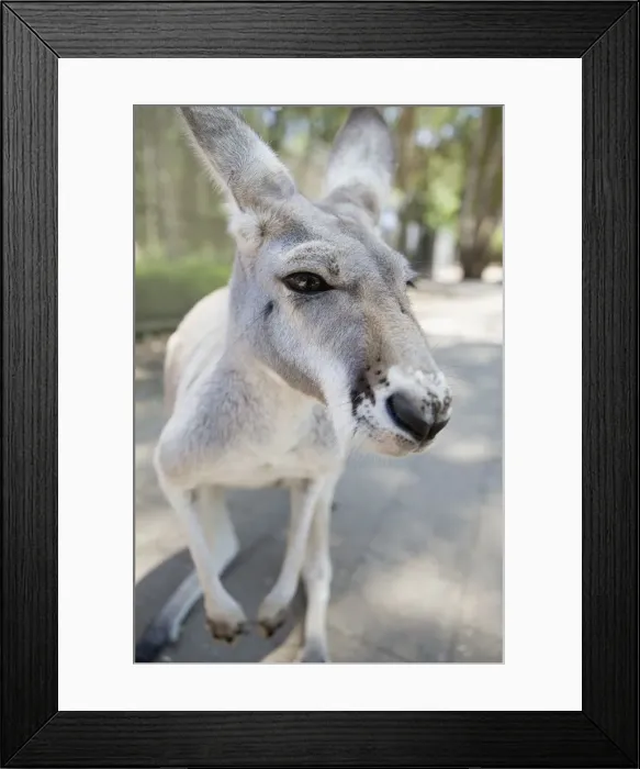 Framed Print : Kangaroo. Australian Views ANIMALS: Kangaroo